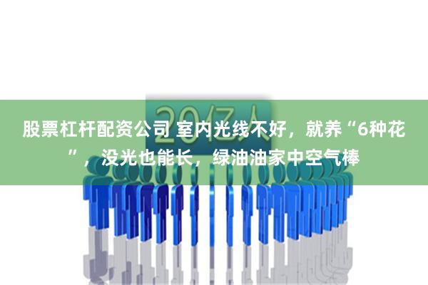 股票杠杆配资公司 室内光线不好，就养“6种花”，没光也能长，绿油油家中空气棒